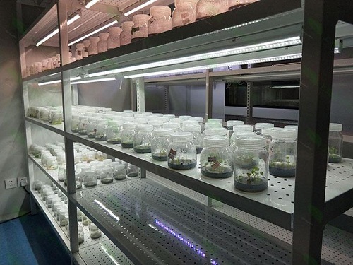 乌恰植物组织培养实验室设计建设方案